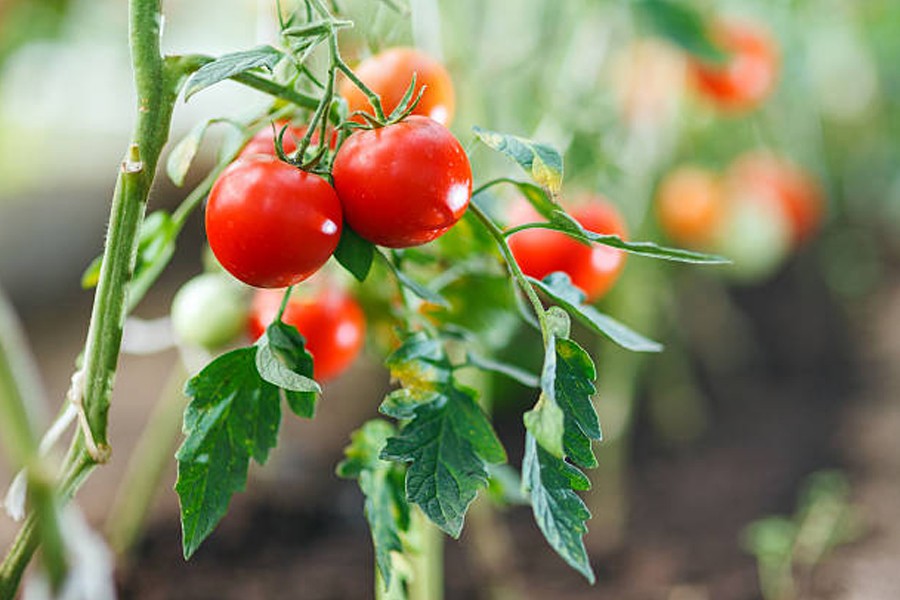 Tomato Growing Info