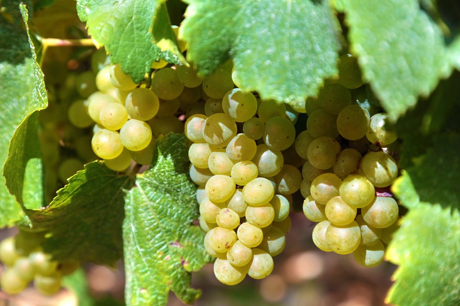 Grapes Plants