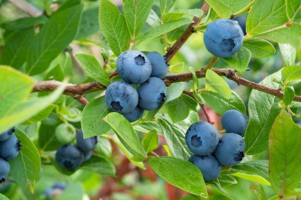 Blueberry Plants