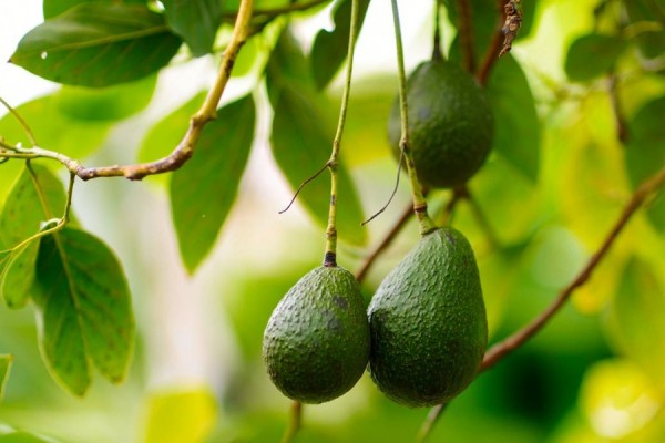 Avocado seed discoveries: Chemical composition, biological properties, and industrial food applications